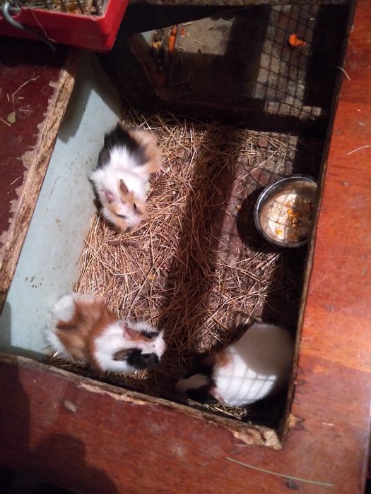 Продам морских свинок