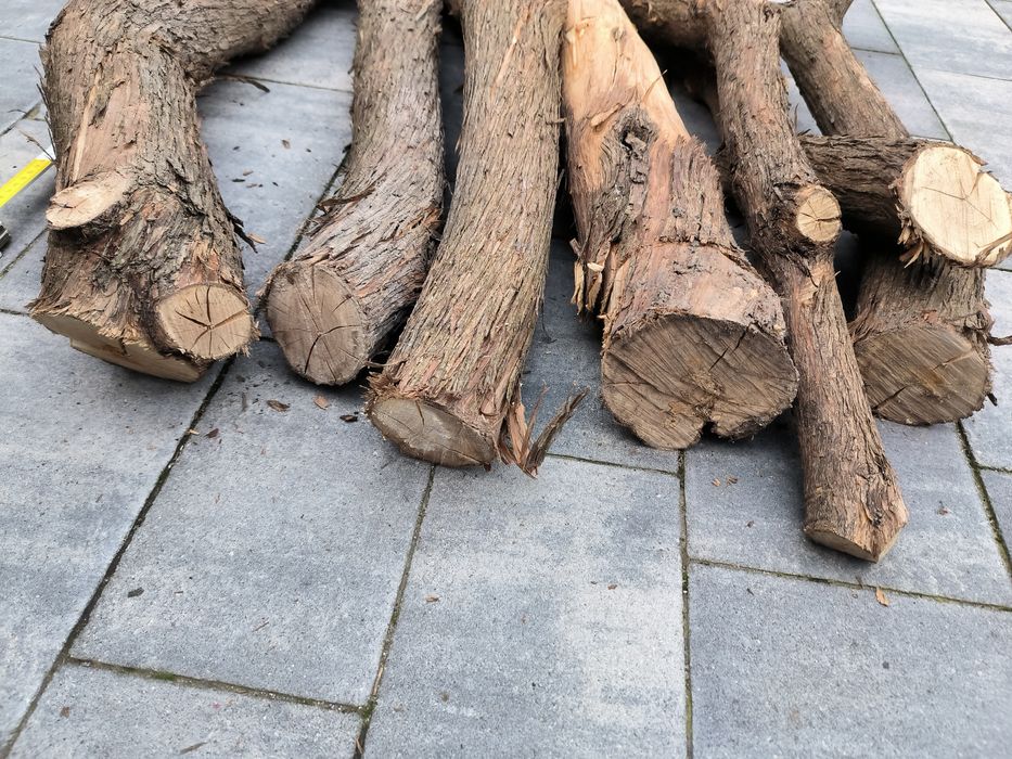 Sprzedam drewno lilaka, lilak pospolity, bez