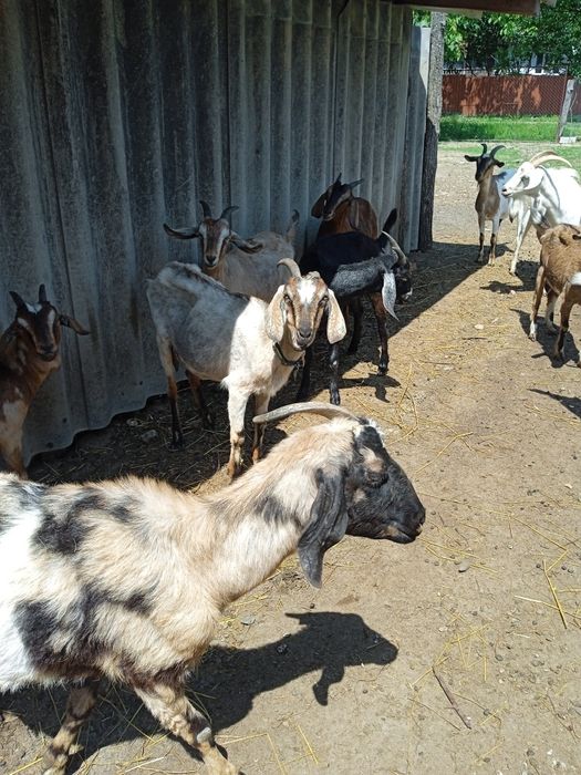 Продам кози породисті і напів породисті.