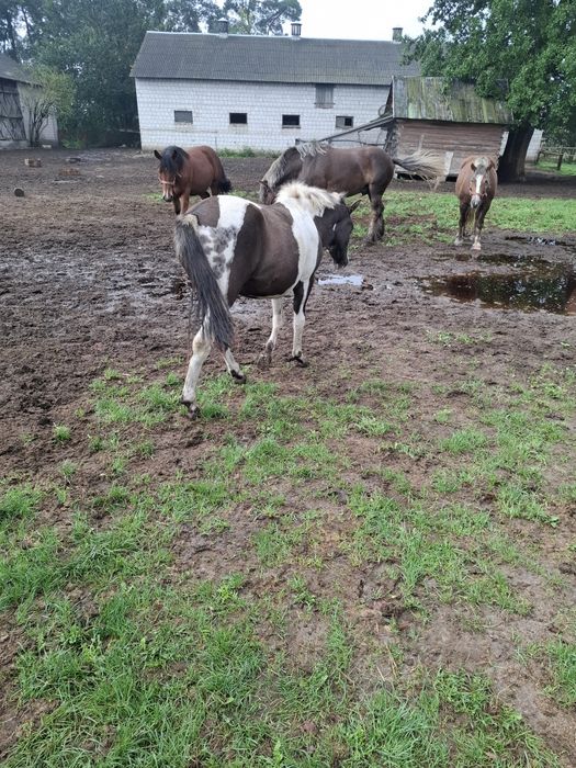 Sprzedam ogier hucuł.