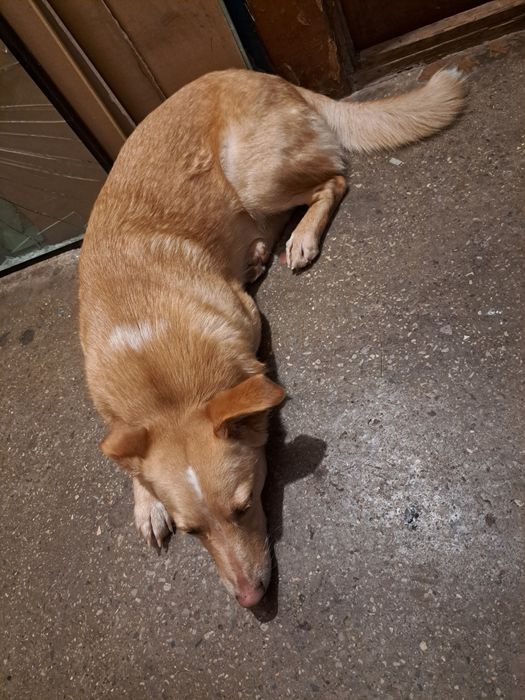 Собака в хорошие руки(бездомная)