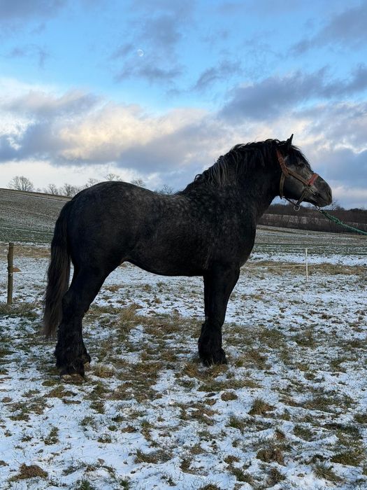 Ogier Zimnokrwisty PKZ