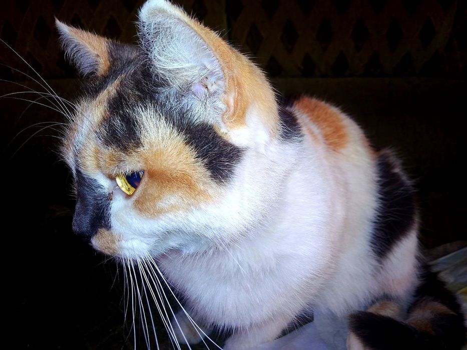 Дуже гарні киці в добрі руки