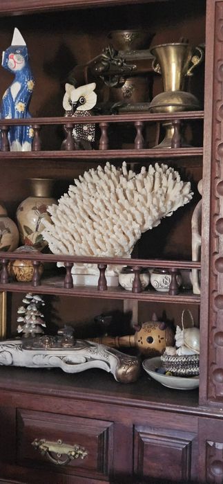 Coral Verdadeiro gigante