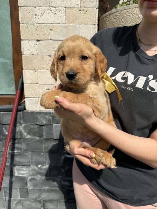 Golden retriever Samiec