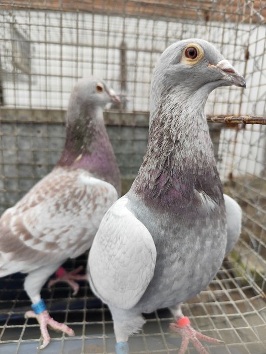 gołębie Vos 94, Vandenabeele, Szymle pałki