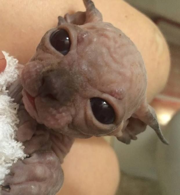 Lipiec ℹ️ Kochany 9x Miziasty maluszek Sphynx Sfinks Wwa / Sosnowiec