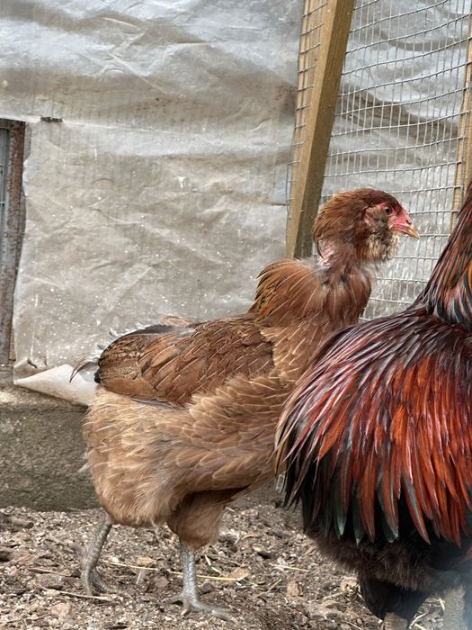 Casal Raça Araucana