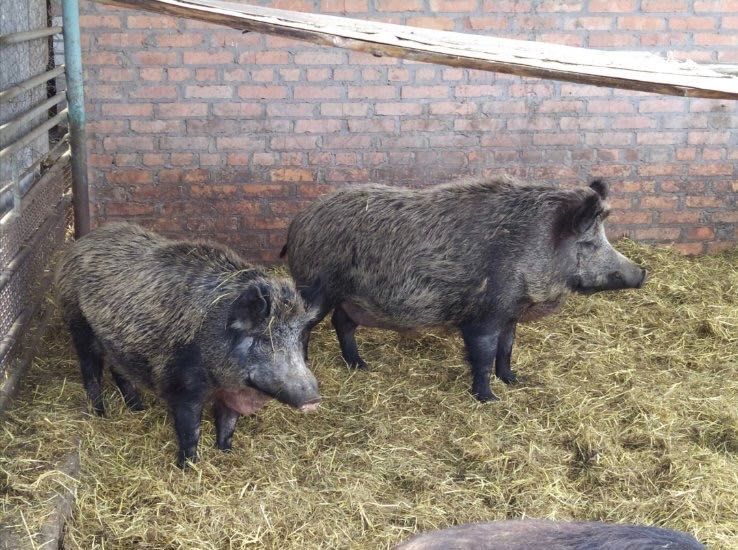 Продам Кабанів різного віку