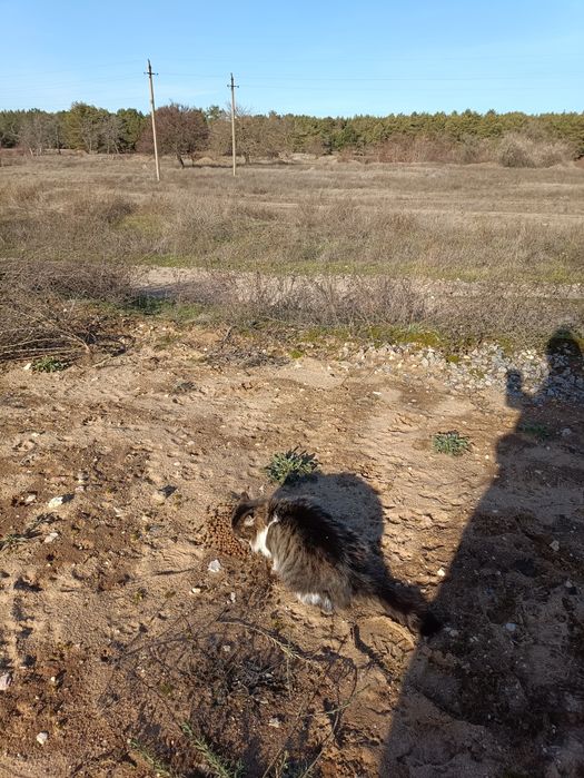 Стерилизована, спасите