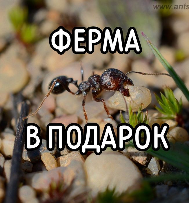 Муравьи-жнецы messor structor, купить муравьиную ферму в Украине