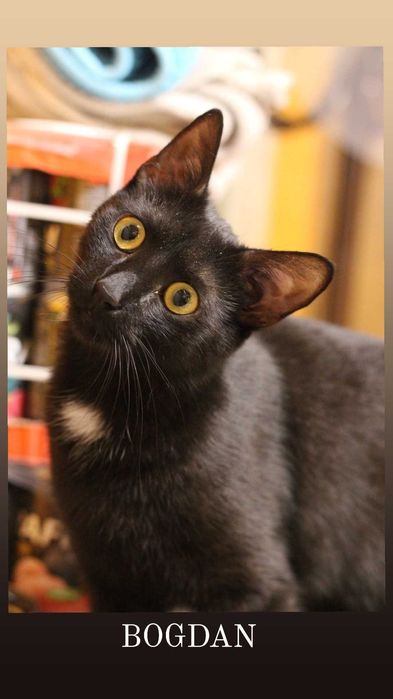 Złotooki BOGDAN wciąż wypatruje domu