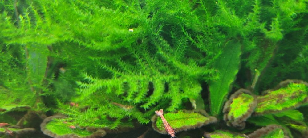 Mech akwariowy - Mega porcja