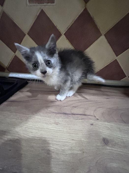 Віддамо кошенятко в добрі руки