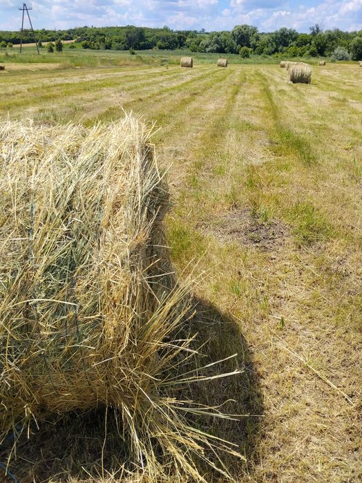 Продам сіно лугове, різнотрав"я, круглі тюки.