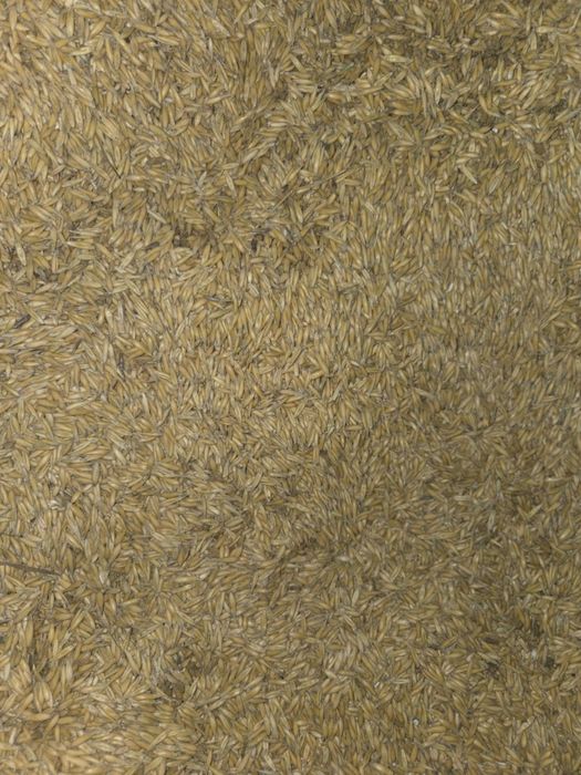 Sprzedam ładny  owies