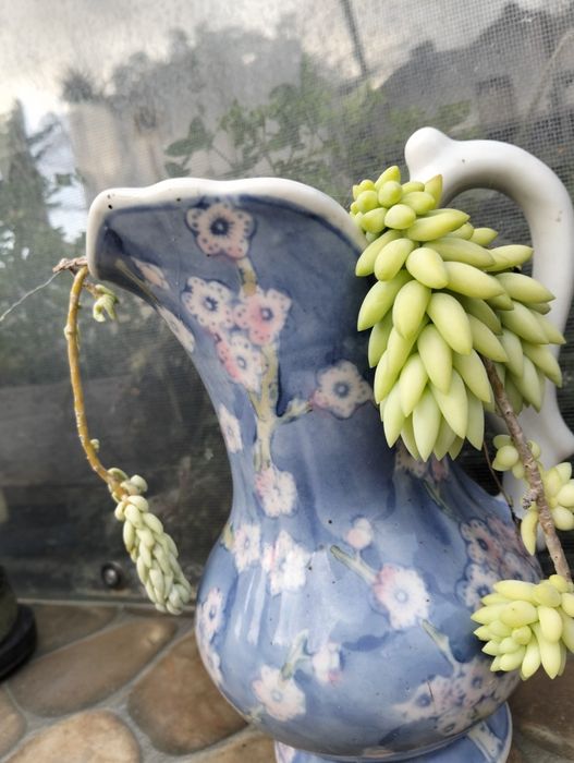 Vasos improváveis com plantas alusivas