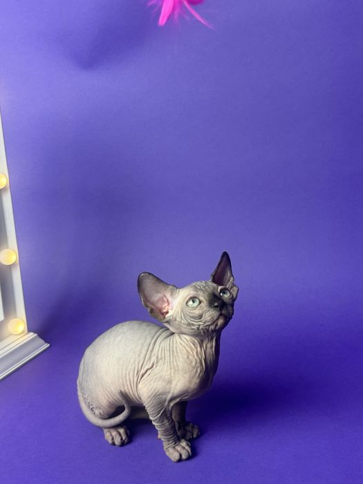 Sfinks Kanadyjski kotka FPL