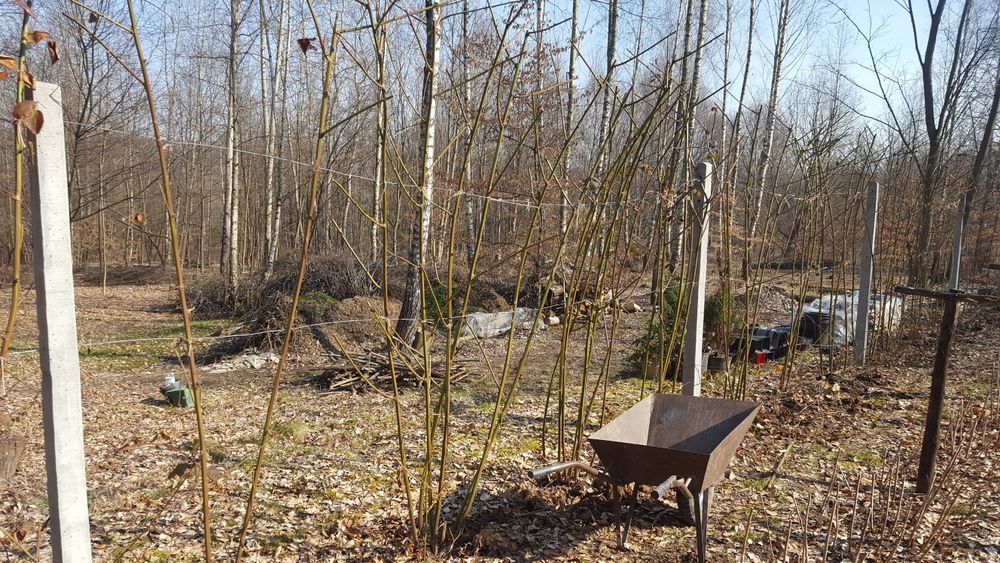 Jeżyna bezkolcowa duże sadzonki