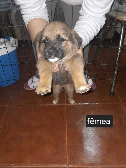 Adoção urgente - abandonados na rua