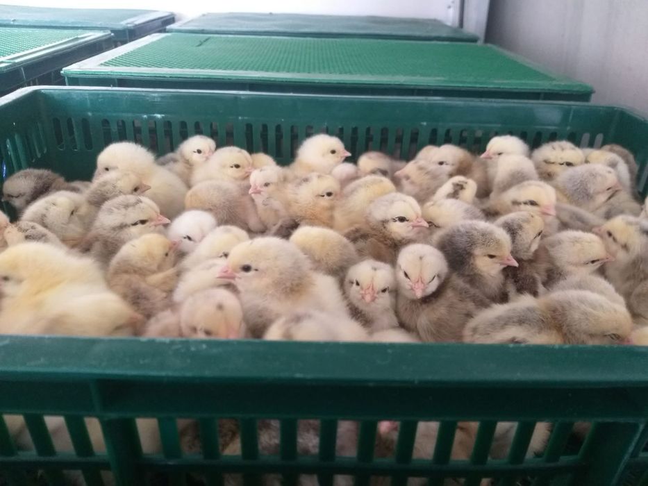 Бройлер Кобб-500, Мастергрей, Редбро, Іспанка, Геркулес