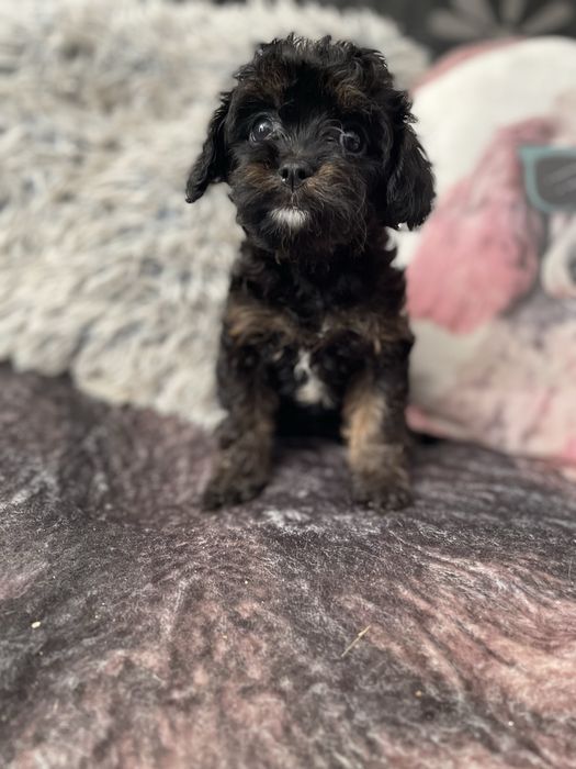 Cavapoo cavalier pudel miniaturowy