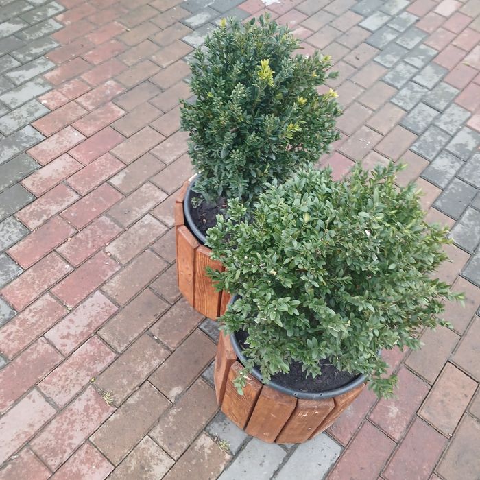 Кашпо з Самшитом, для саду, тераси