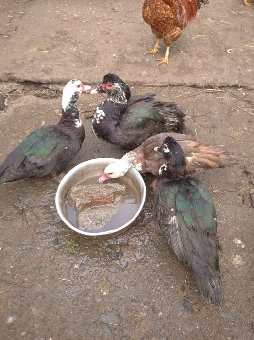 Качки шипуни ,коричневі