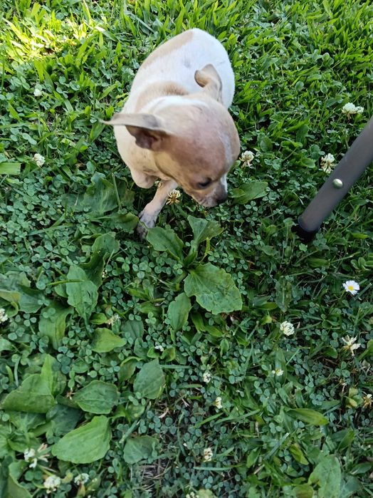 Chihuahua miniatura vacinado