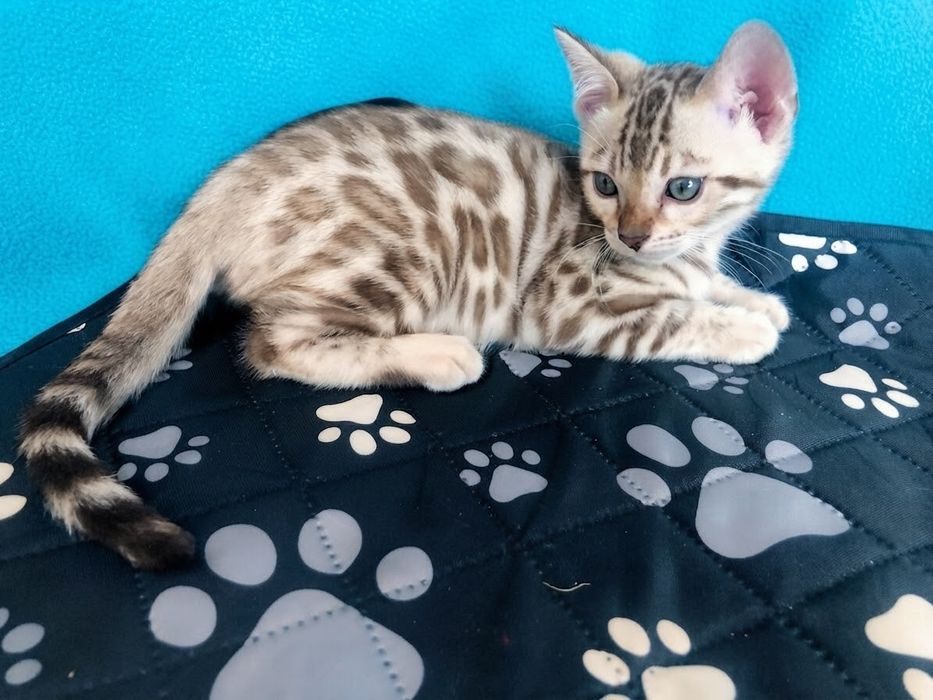 Бенгальське кошеня Мінк