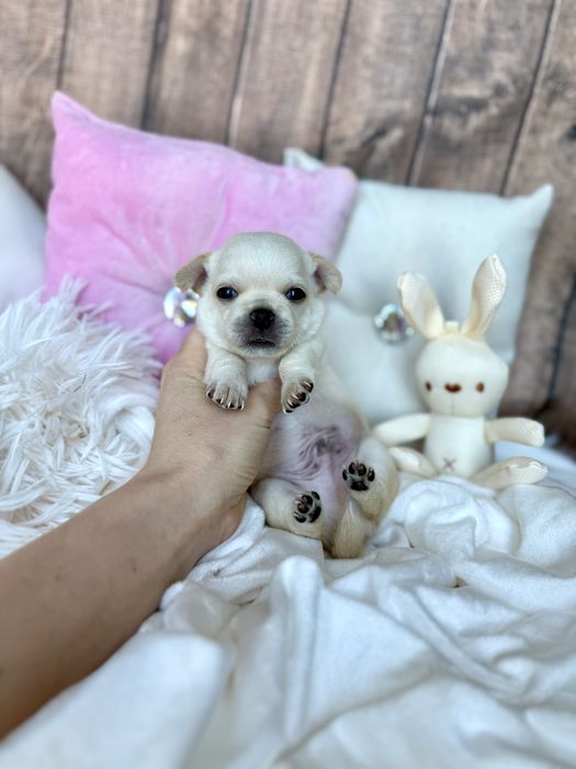 Chihuahua śliczny chłopczyk Grzesiu