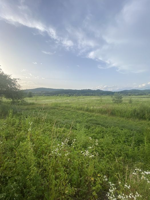 Земельня ділянка с. Грушово (біля дороги 50 соток)