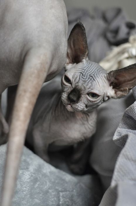 Sfinks kocurek extremalny typ