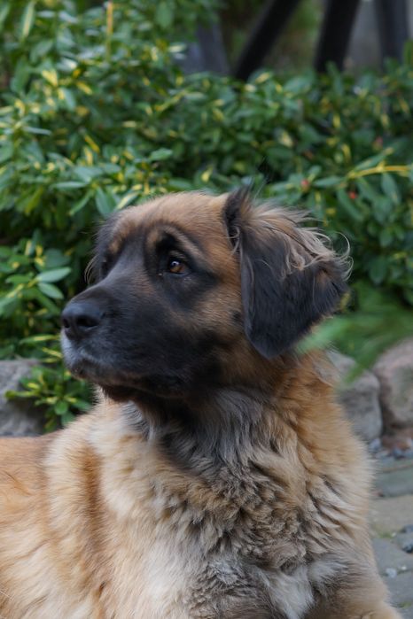 Zaginęła suczka o imieniu Joko - nagroda 1000 zł