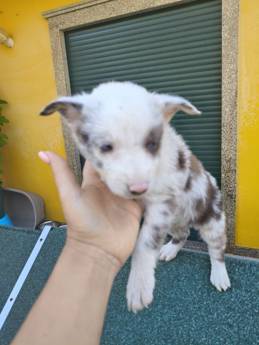 Linda menina inteligente