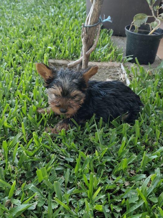 Macho  Yorkshire Terrier