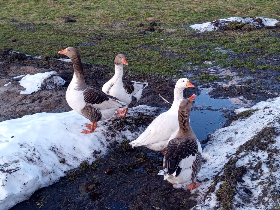 Gęś podkarpacka gęsi podkarpackie