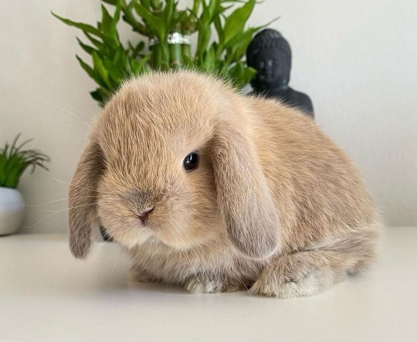 KIT Coelhos anões belier, orelhudos lindíssimos e muito inteligentes