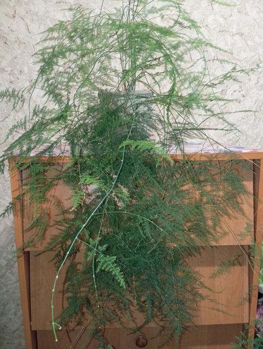 Аспарагус павутинка. Кімнатна рослина.