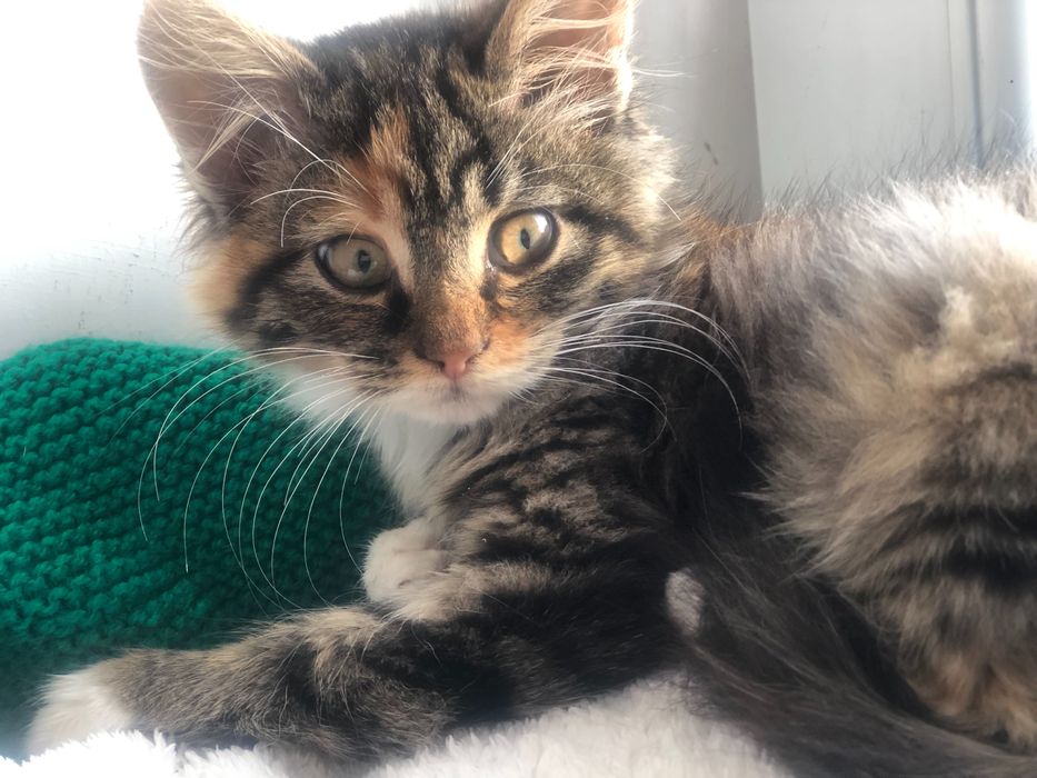 Пушистый котёнок Днепр даром