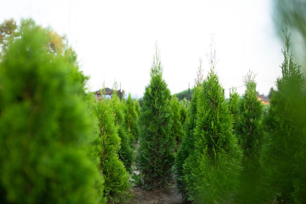 Tuje Szmaragd - Bardzo ładne 130-100 cm