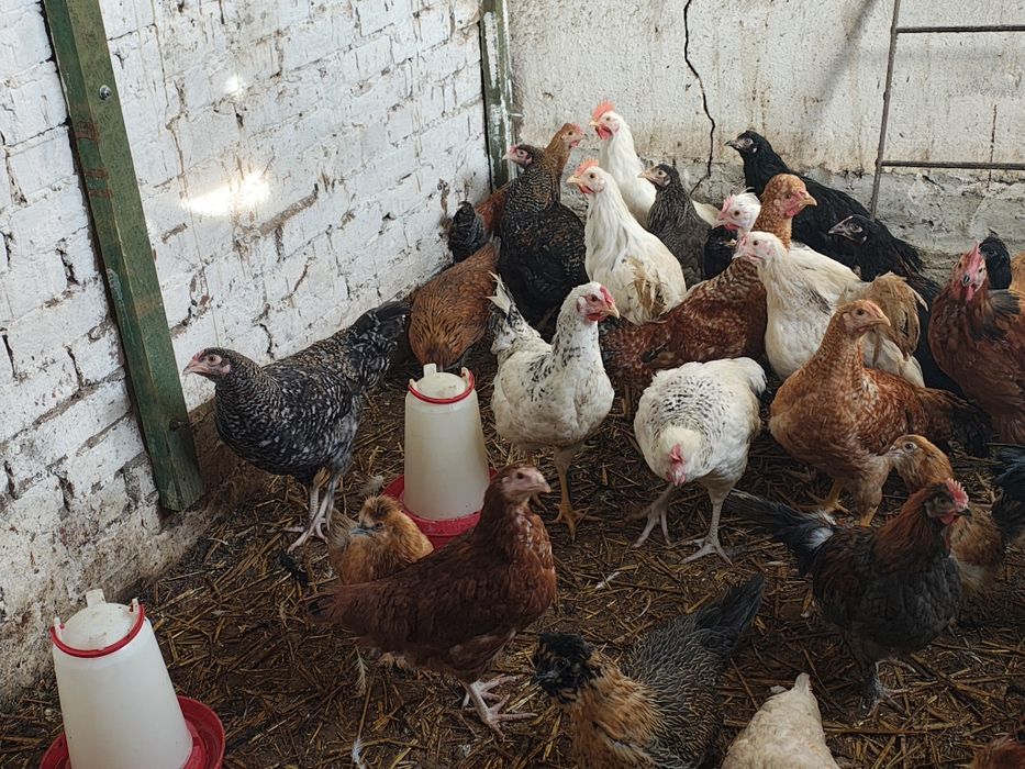 Koguty różnych ras mix