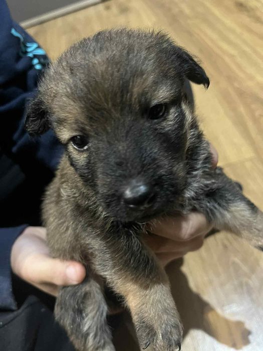 Pieski do wydania za darmo