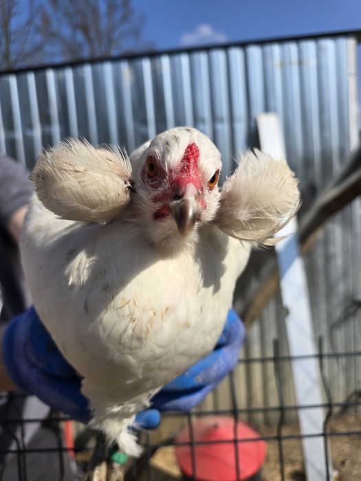 Araucana bezogoniasta jajka jaja lęgowe