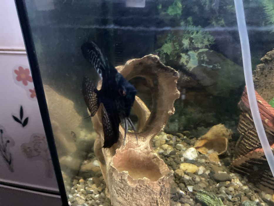 Віддам 2 скалярії і одну неон в добрі руки або обміняю на золоту рибку