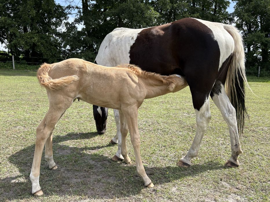 Tegoroczna klacz 1/2 APH i  Deutsche reit pony