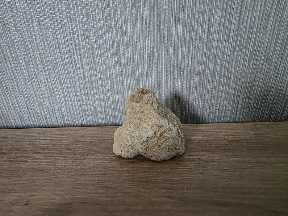 Skamieniały koralowiec