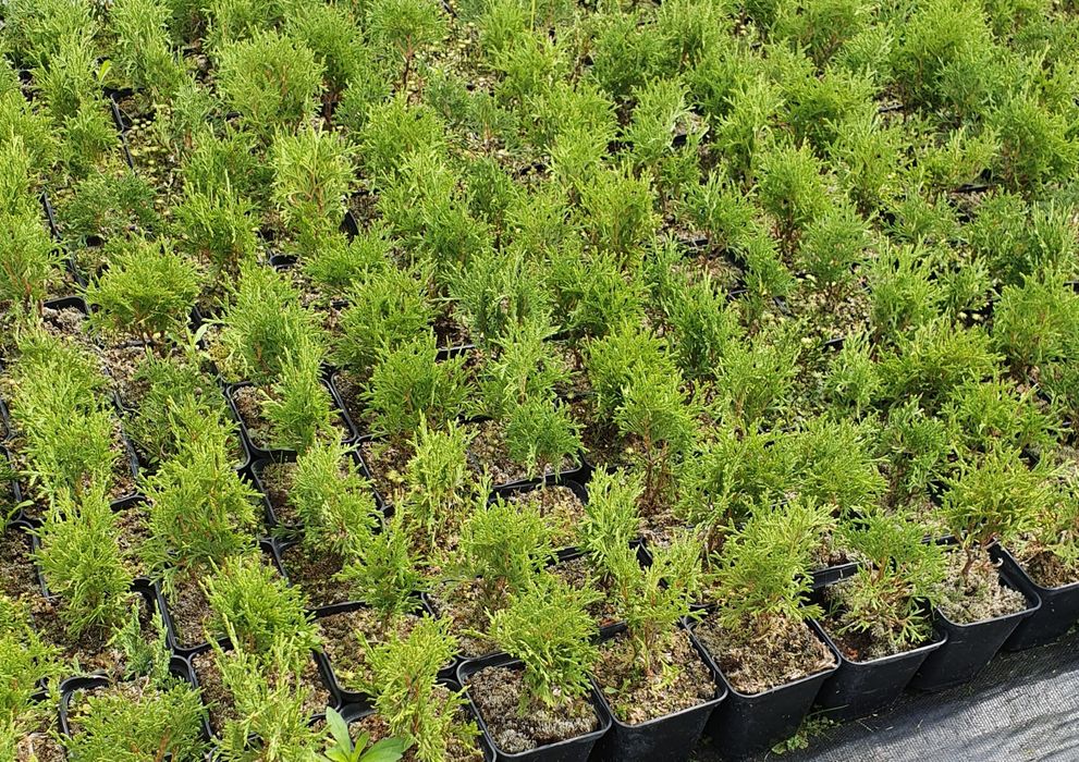 p9 tuja tuje kula hoseri kulka kule sadzonka w donicy