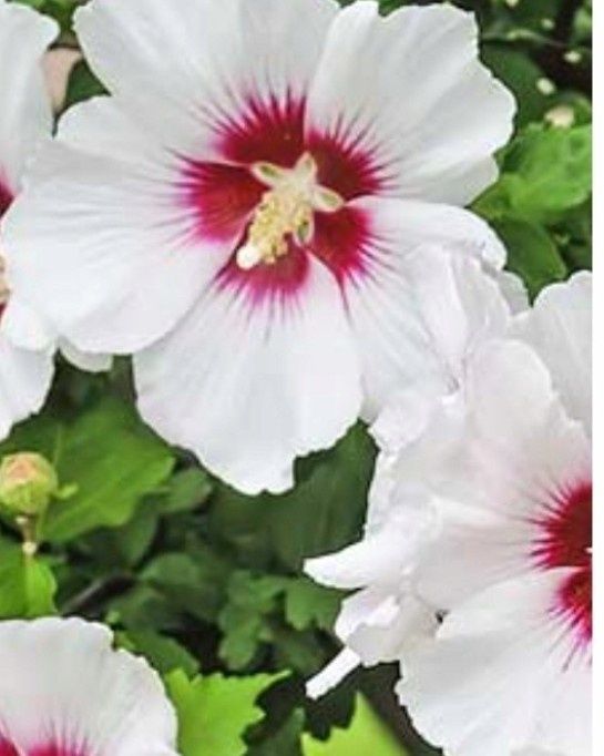 Hibiskus krzew ogrodowy plus gratis