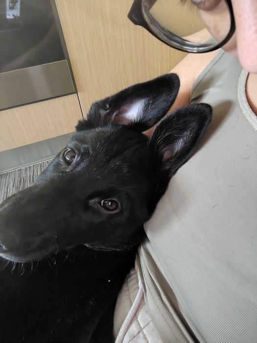 Cadela para adoção